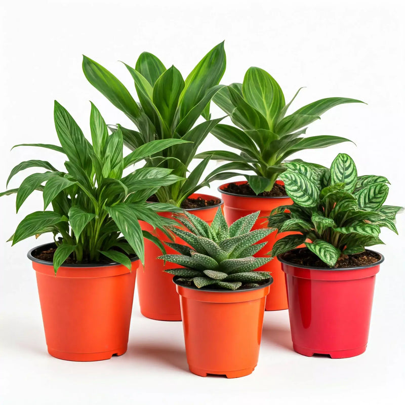 Pet Safe Indoor Plant Collection | Box Subscription | All About Planties