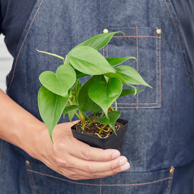 person holding a Philodendron Cordatum 3inch pot | Houseplant | All About Planties