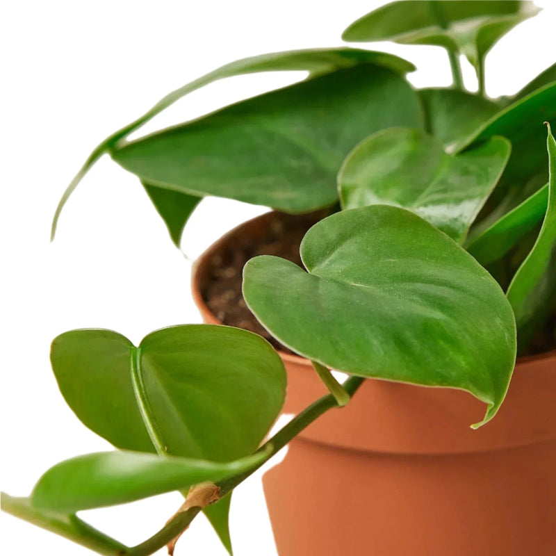 Closeup of Philodendron Cordatum plant | Indoor Plant | All About Planties
