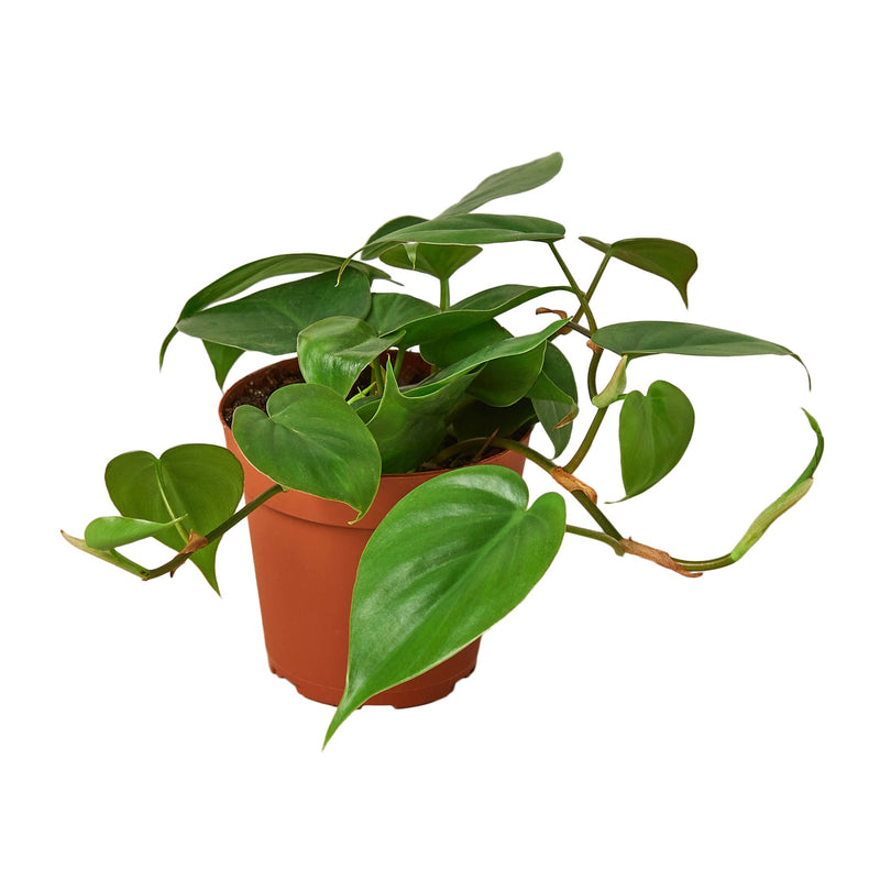 Philodendron Cordatum in a 4 inch nursery pot at All About Planties