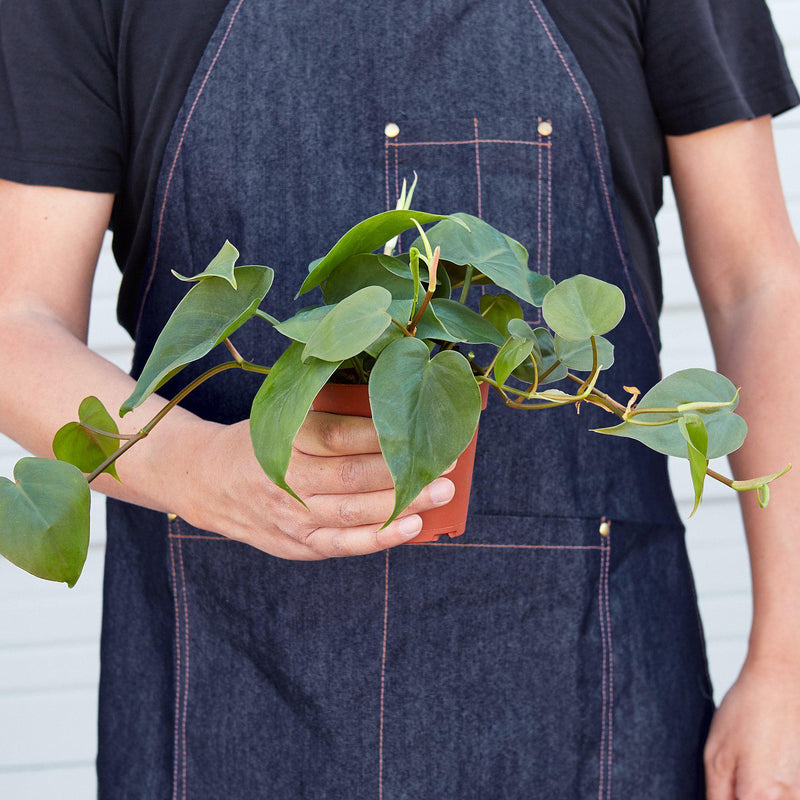 Person holding a Philodendron Cordatum Plant | Indoor Plants | All About Planties