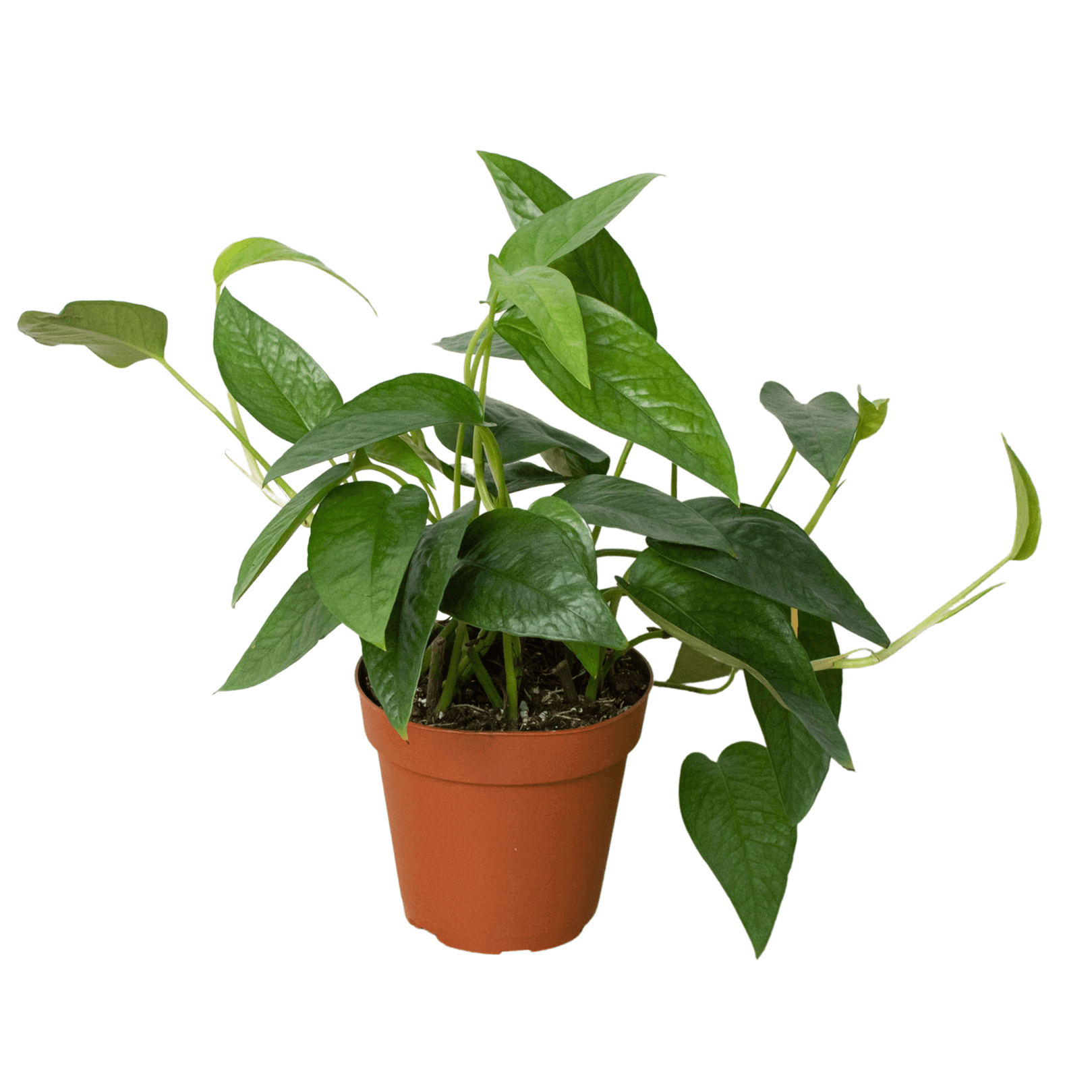 pothos characteristics Pothos 'Cebu Blue' 4" Pot
