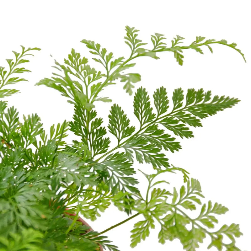 Close up of Rabbit's Foot Fern | Unique & Easy-Care Houseplant – All About Planties