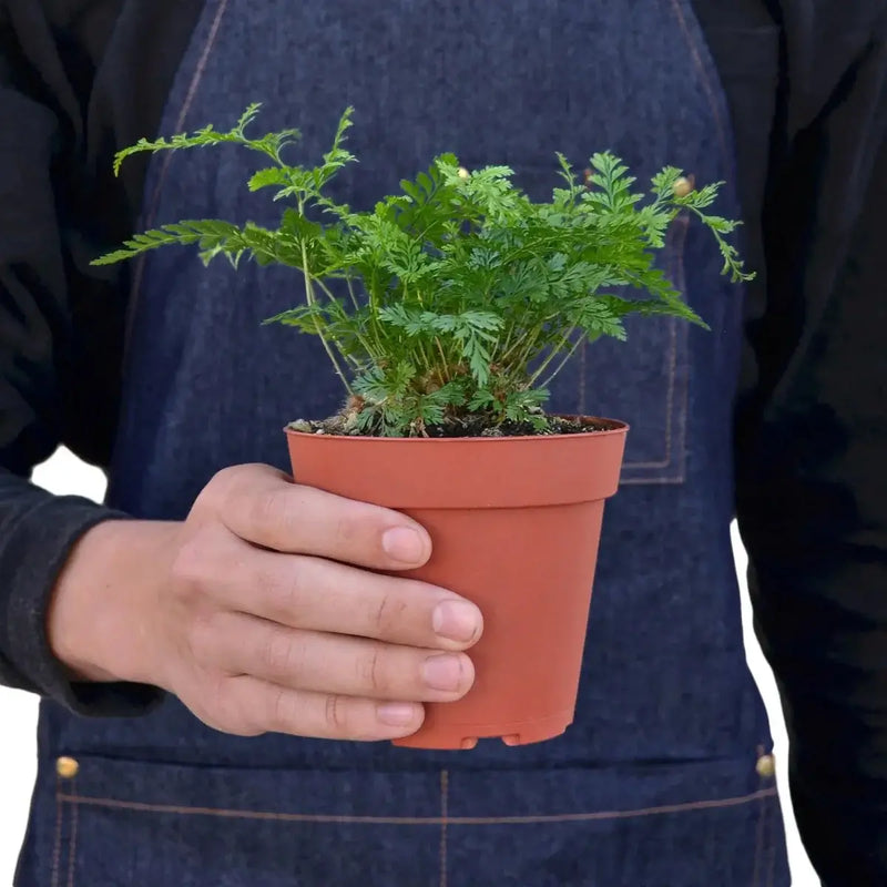 Person holding a Rabbit's Foot Fern | Unique & Easy-Care Houseplant – All About Planties