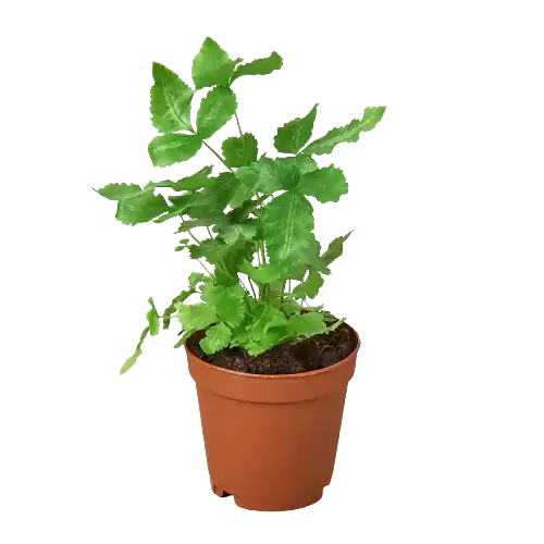 Silver Ribbon Fern in nursery pot| Pet-Friendly Indoor Plant | All About Planties