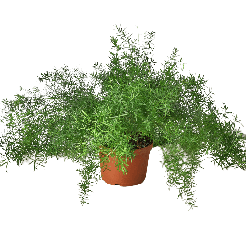 Sprengeri Fern | Lush & Fast-Growing Houseplant – All About Planties