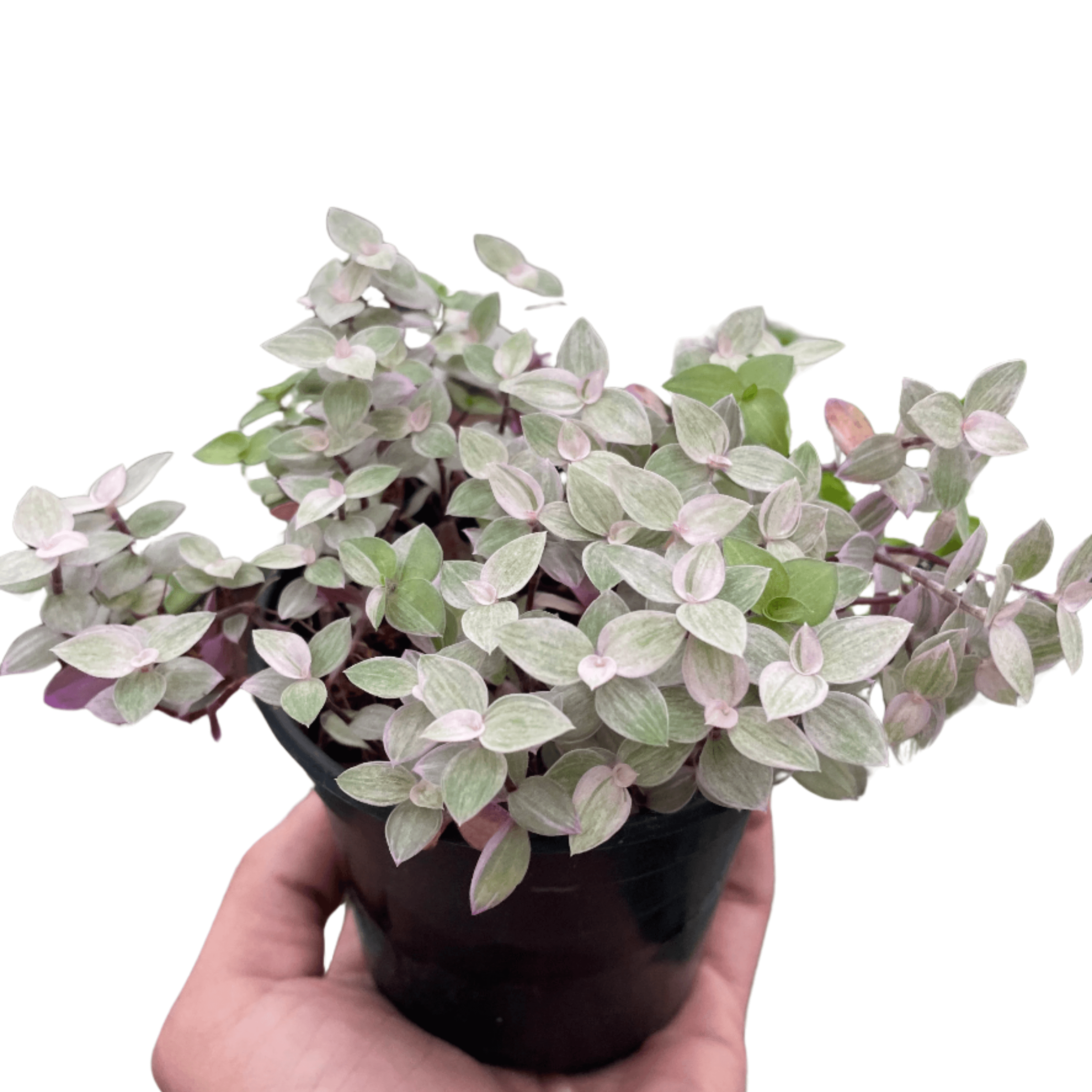 pink lady house plant Tradescantia Pink Panther | 4" Pot | Easy Care Houseplant