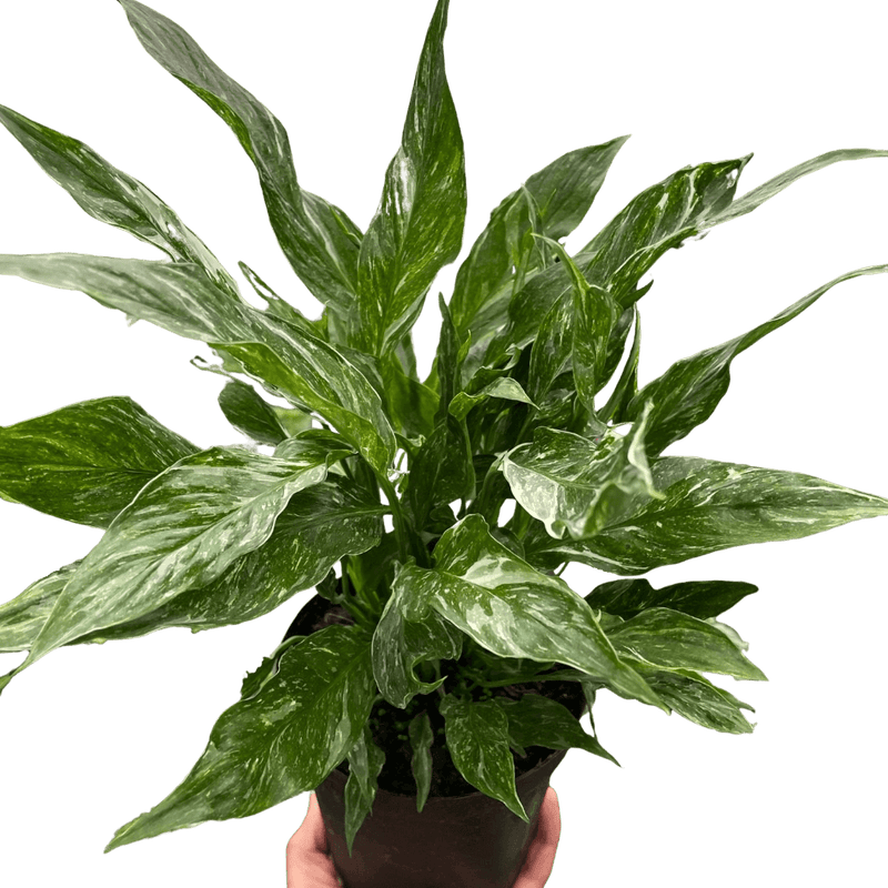 Variegated Spathiphyllum 'Domino' Default at All About Planties
