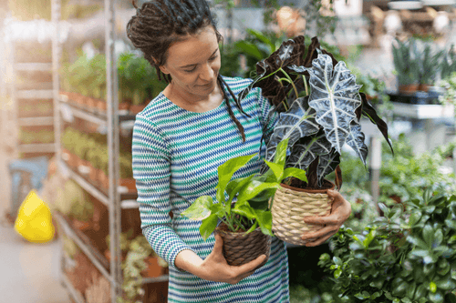 Woman holding two small houseplants in decorative pots | All About Planties