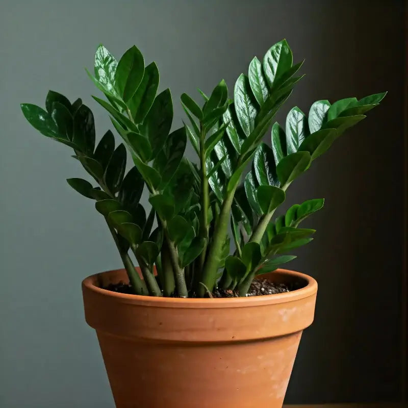 ZZ Plant | Indoor Plant | All About Planties