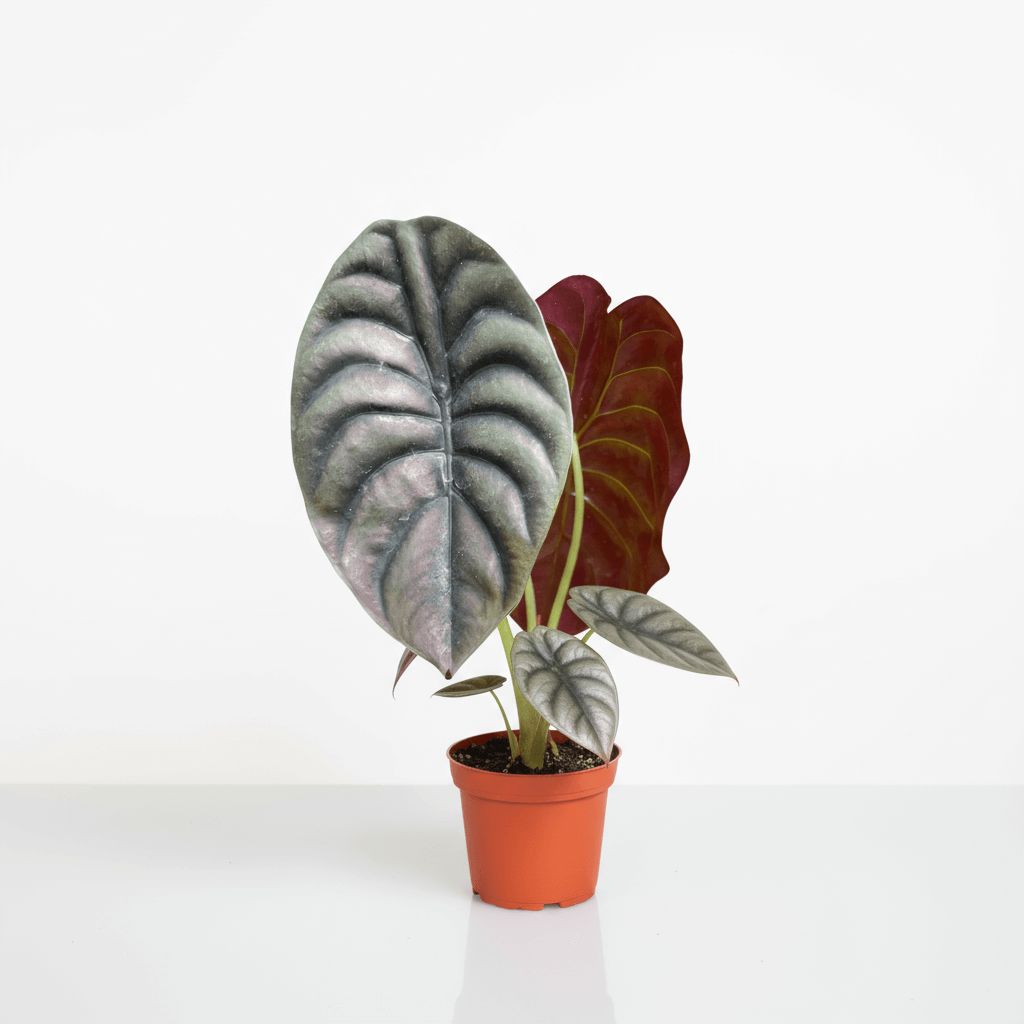 Alocasia cuprea Red Secret - Rare Plant