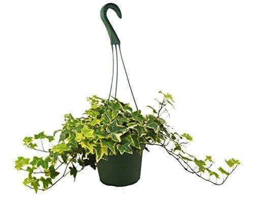 english-ivy-gold-child plant in a 8inch pot