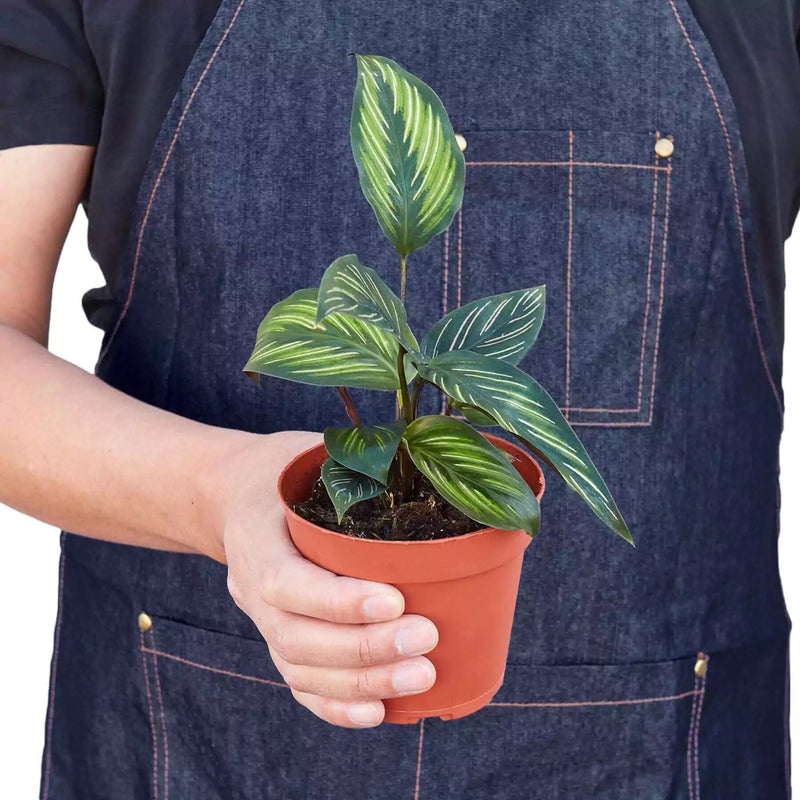 Person holding a Calathea beauty star in nursery pot | House plant | All About Planties
