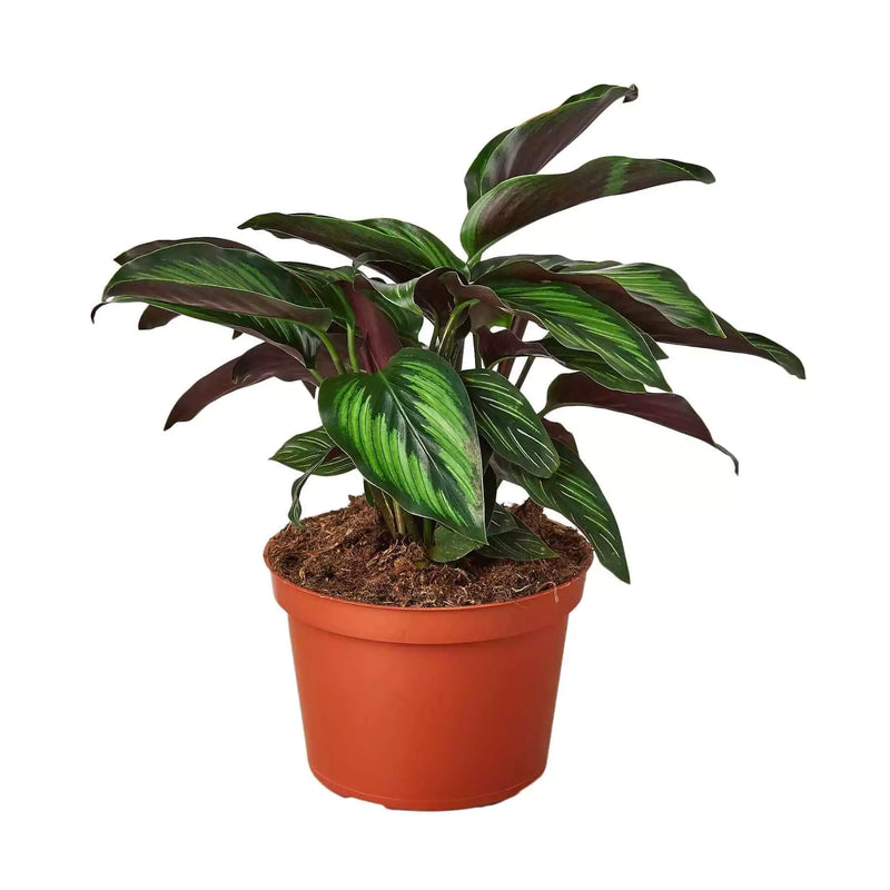 Calathea beauty star in 6inch nursery pot | House plant | All About Planties