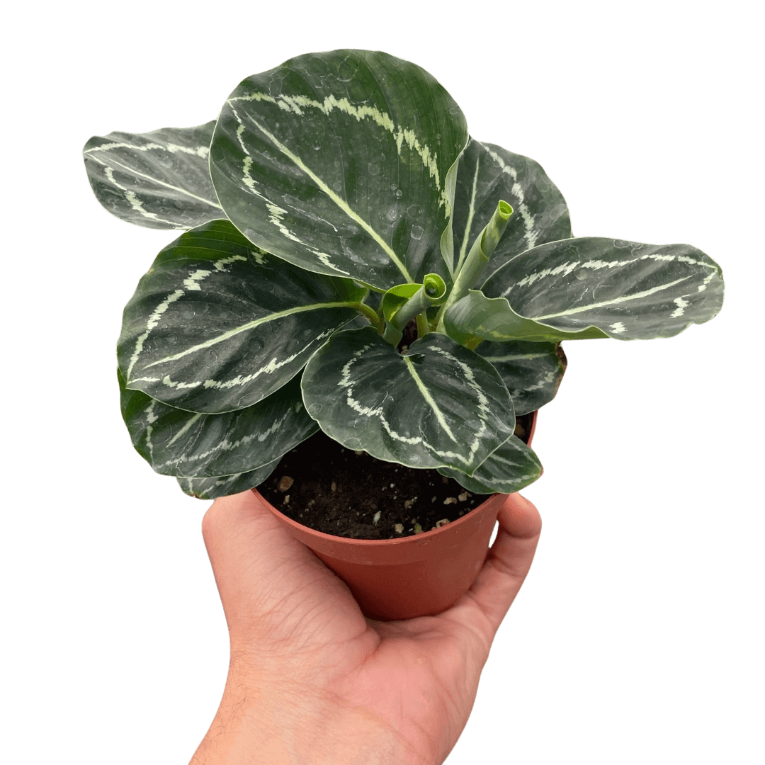 Calathea 'Green Goddess' - Pet Safe Low Light Tropical Plant