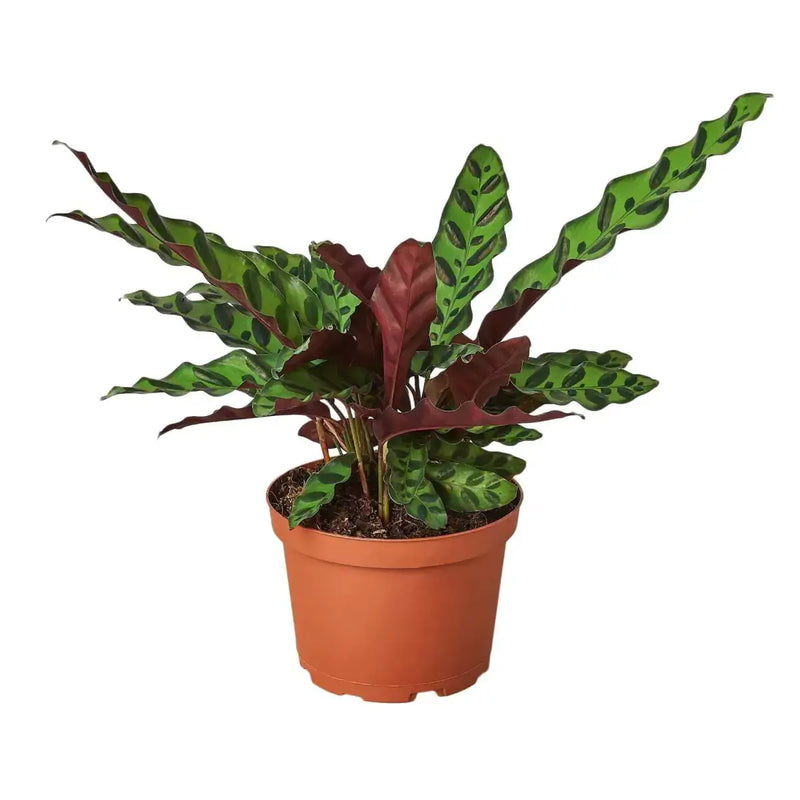 calathea rattlesnake in a nursery pot | Houseplant | All About Planties