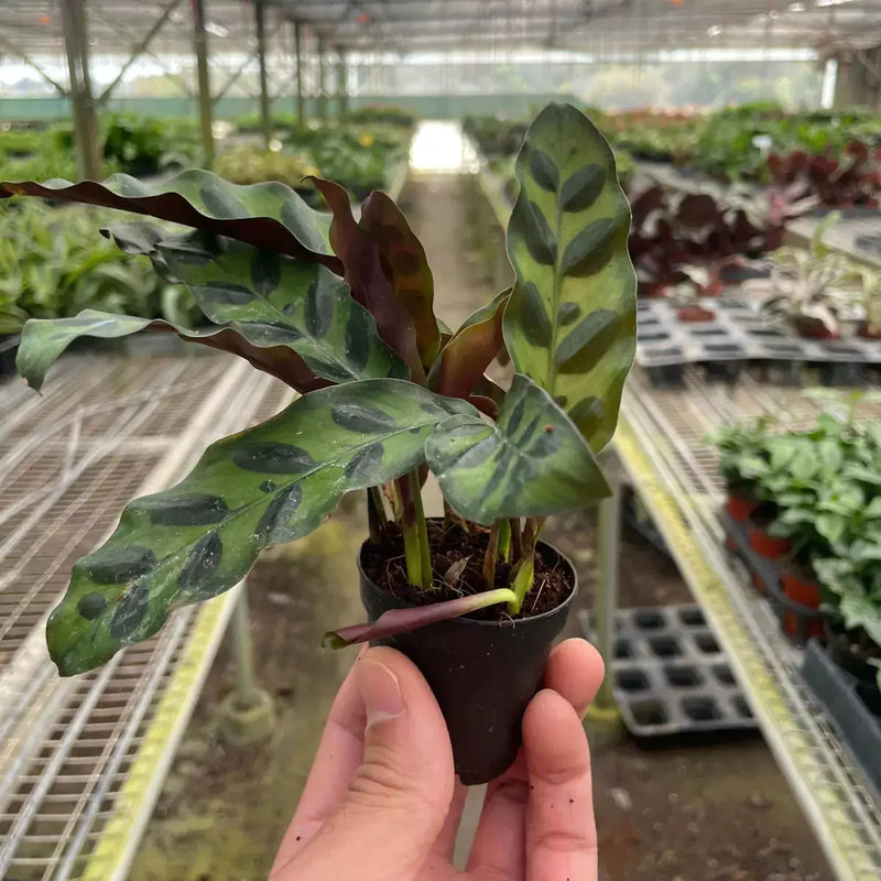 calathea rattlesnake in a 2inch nursery pot| Houseplant | All About Planties