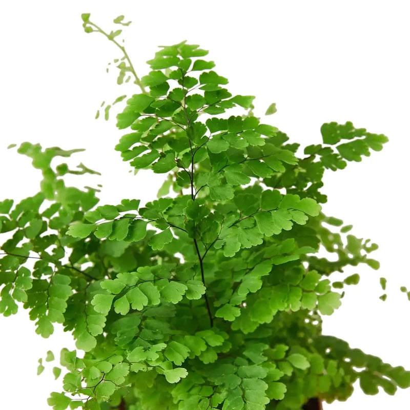 Close up of Maidenhair Fern Leaves | Indoor Plant | All About Planties
