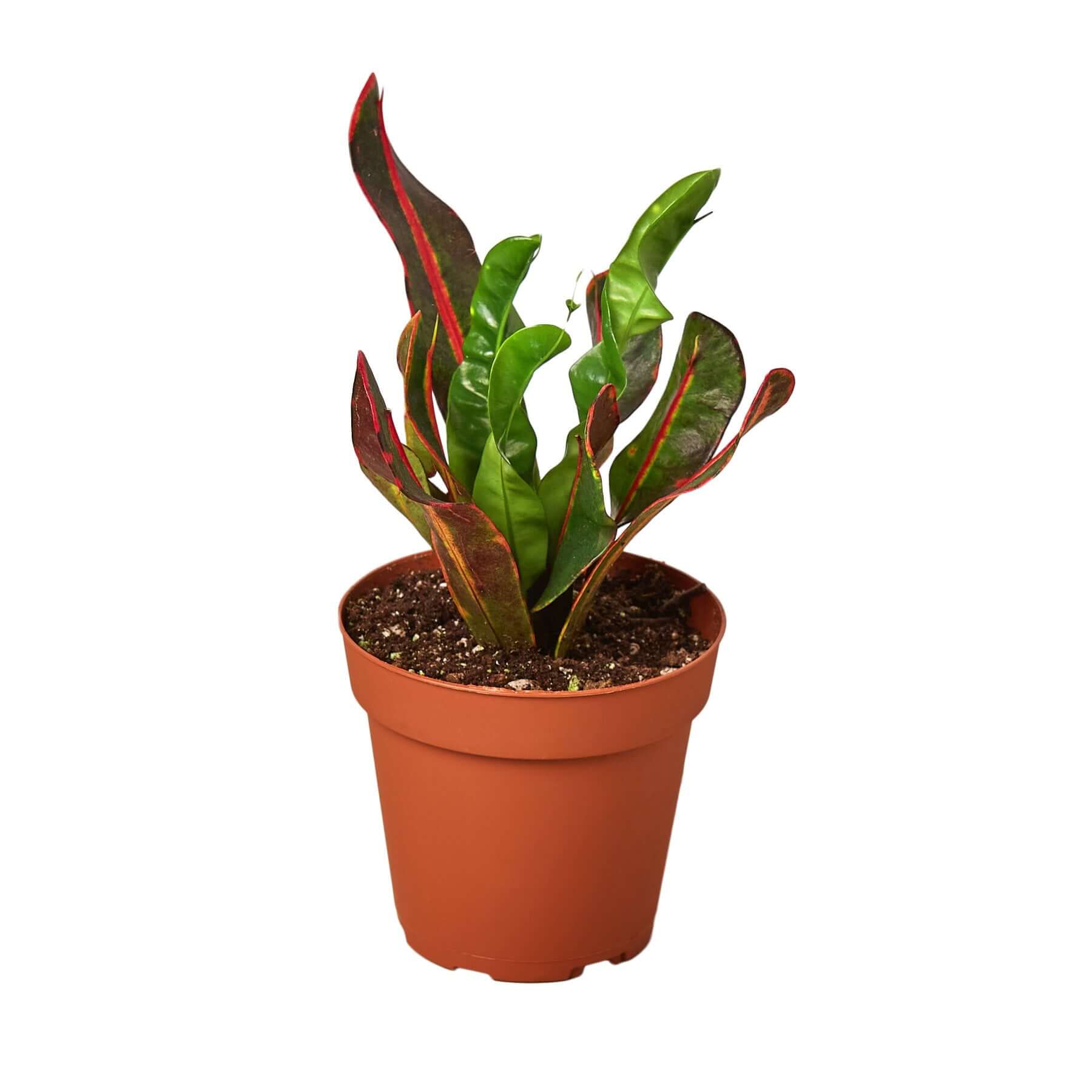 croton mammy scientific name Croton Mammy Codiaeum Variegatum