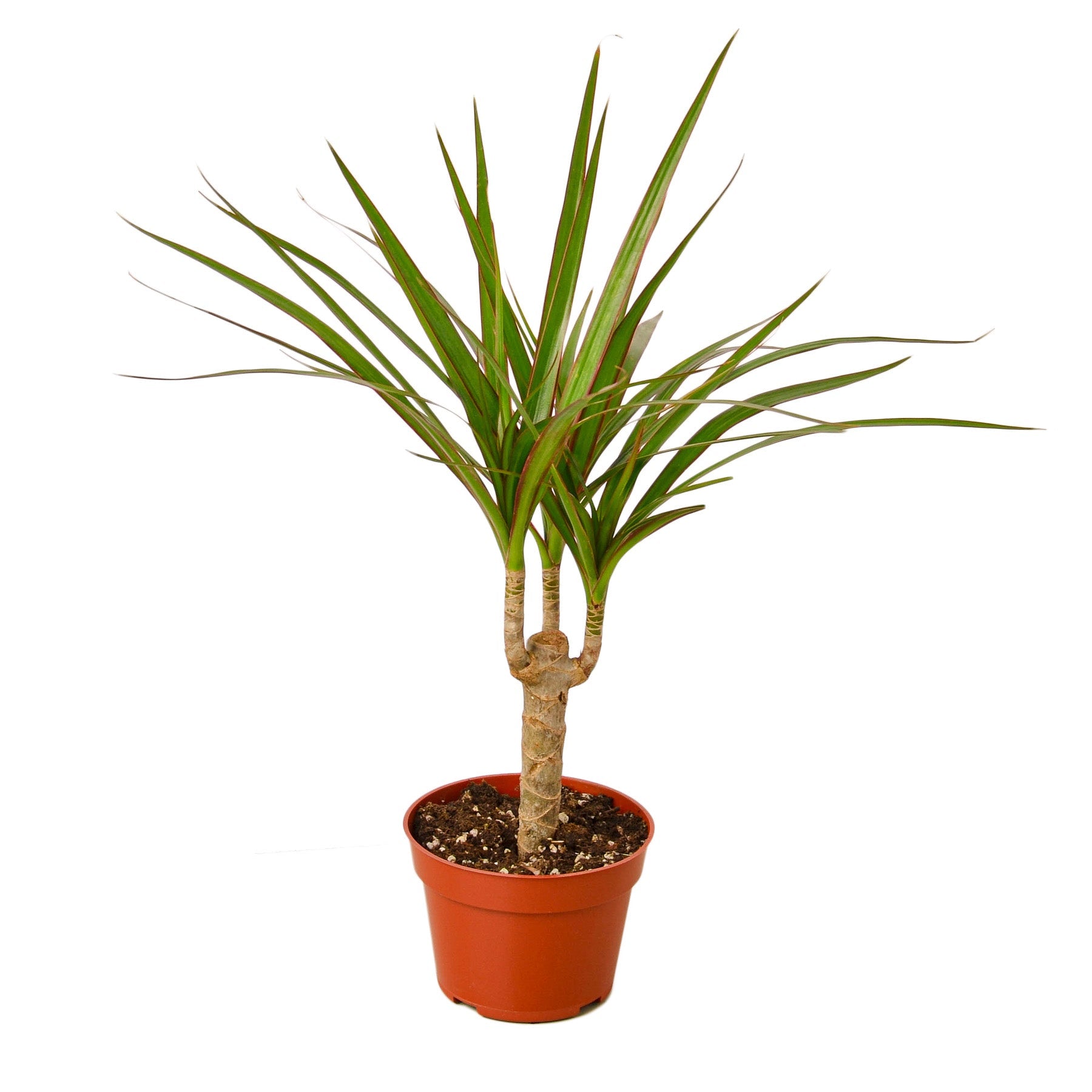 dracaena marginata low light Dracaena Marginata