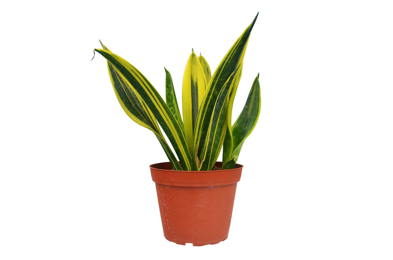 Snake 'Gold Flame' Indoor Plant at All About Planties