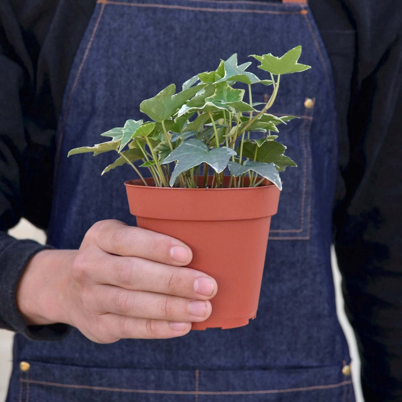 person holding a english-ivy-glacier plant