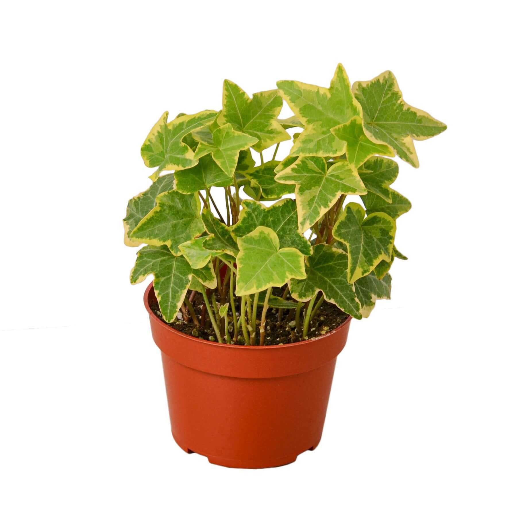 potted ivy plant English Ivy 'Gold Child' 4" Pot