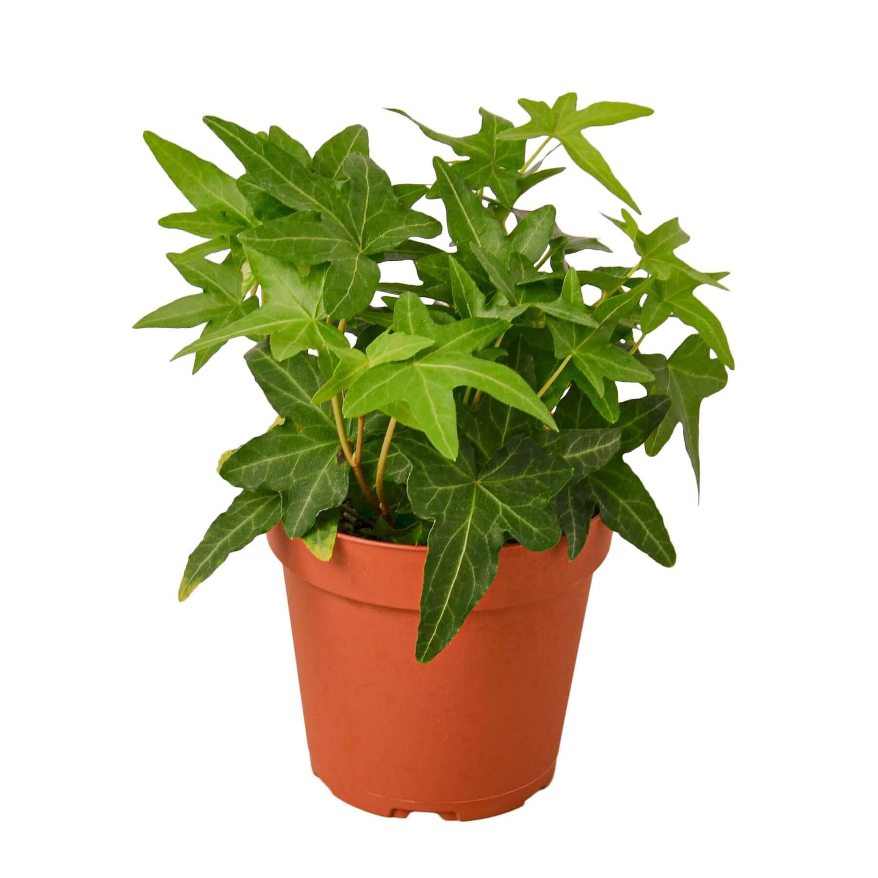 is english ivy a good house plant English Ivy Green California