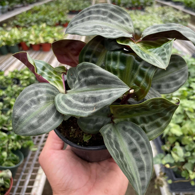 geogenanthus-seersucker in a nursery