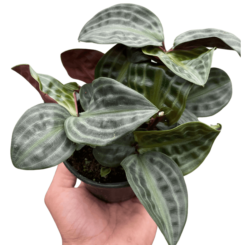 Geogenanthus 'Seersucker' | Unique & Exotic Houseplant – All About Planties