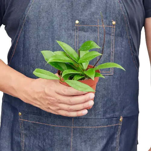 person holding a hoya-pubicalyx in a 4inch pot