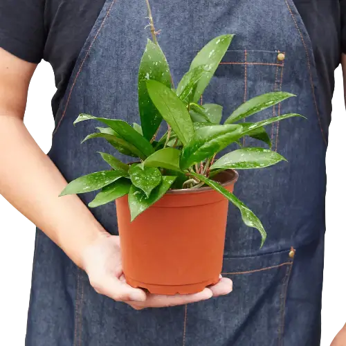 person holding a hoya pubicalyx in a 6inch pot