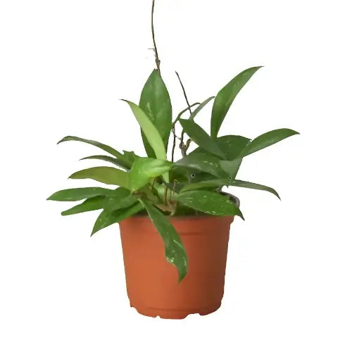 hoya pubicalyx in a 6inch plant pot