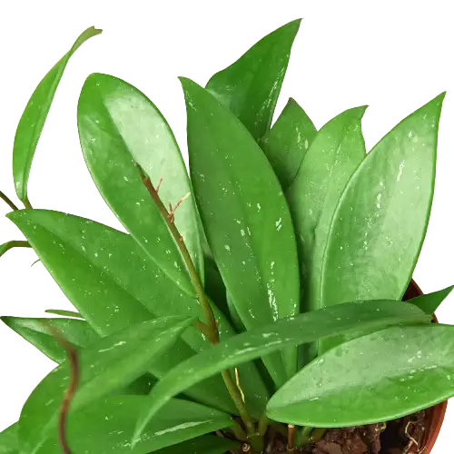 Close up of hoya pubicalyx leaves