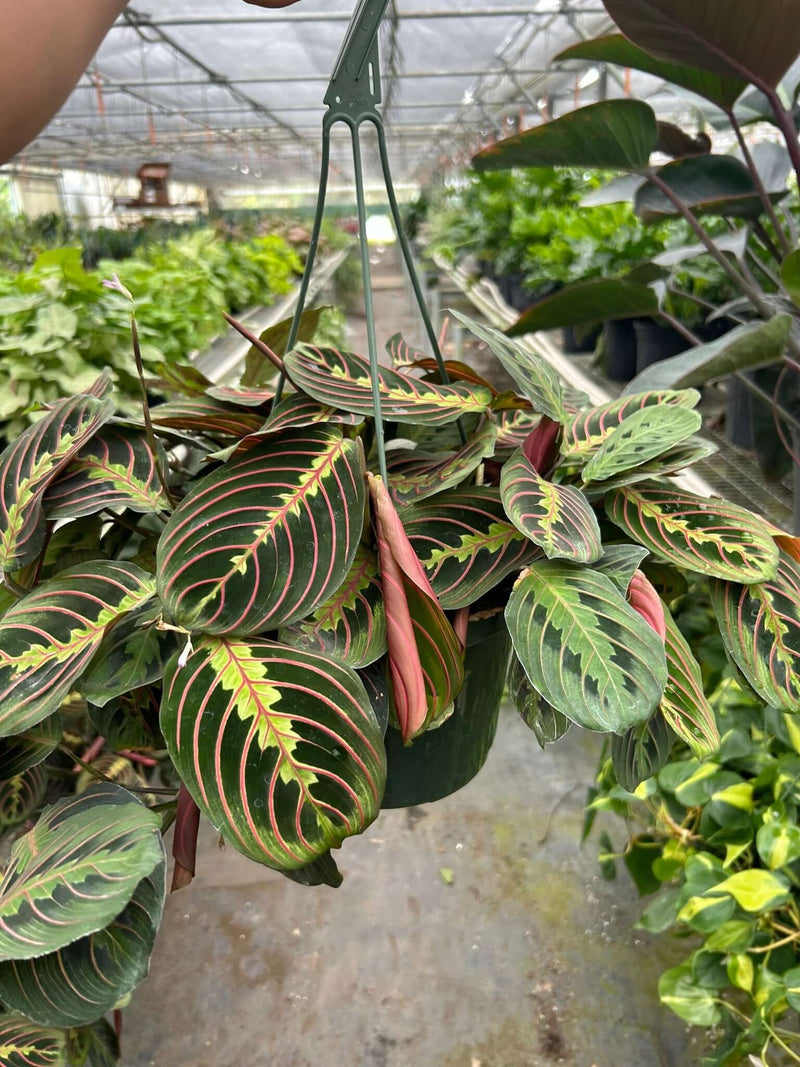 maranta-red-prayer 8inch plant