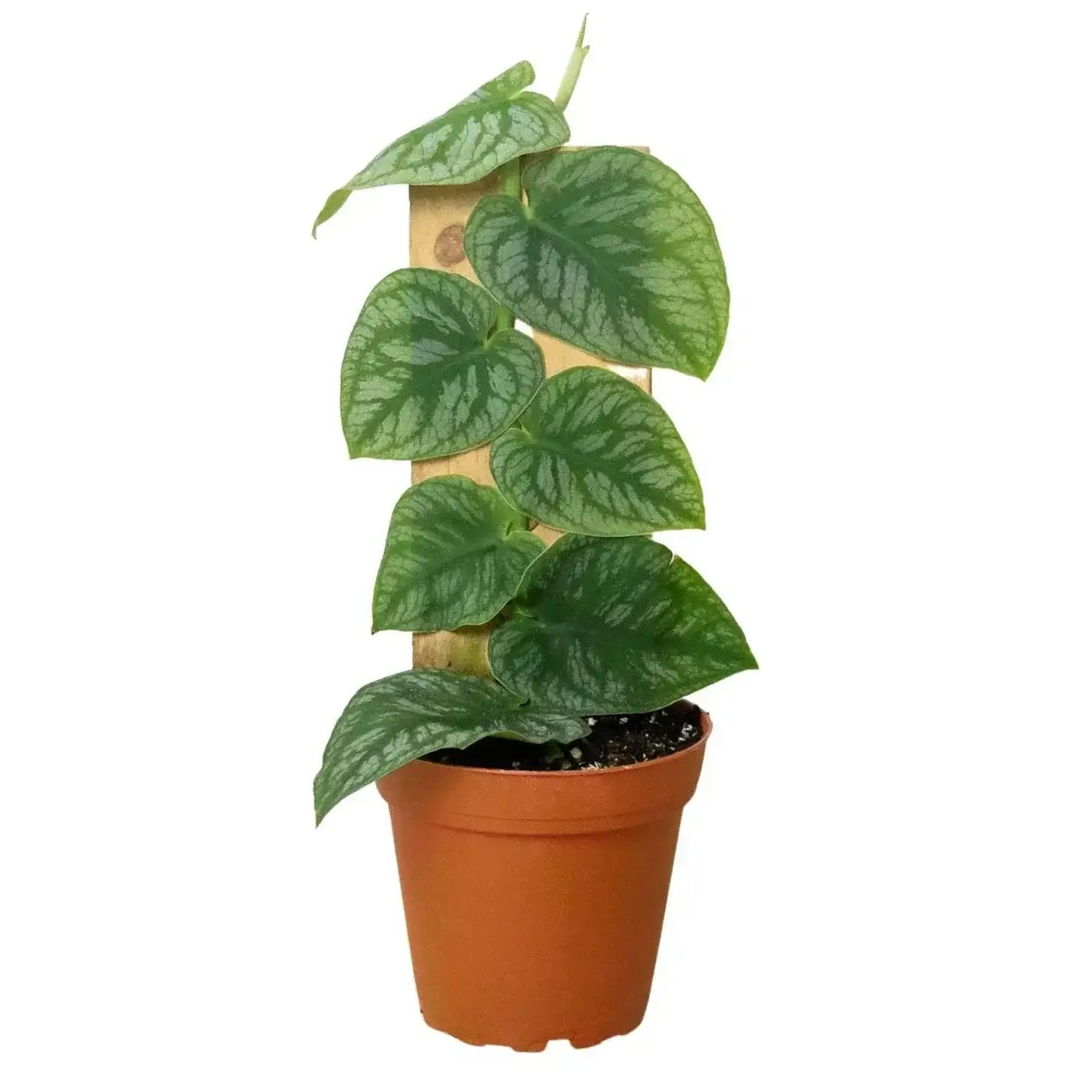 The Snobby Leaf | Monstera 'Dubia' (Shingle Plant) - 4 inch Pot