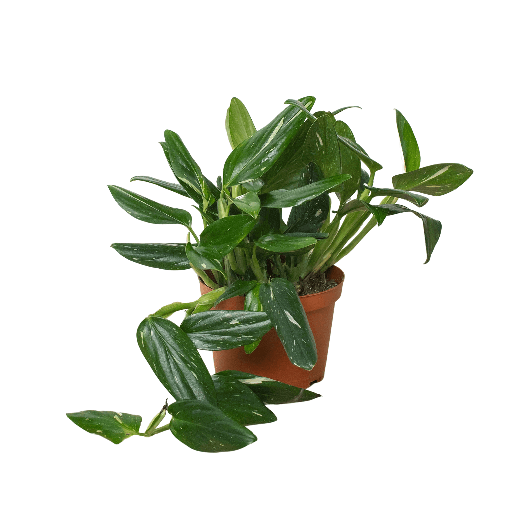 can spider plants live outdoors Buy a Spider Plant Easy Care Live Plant