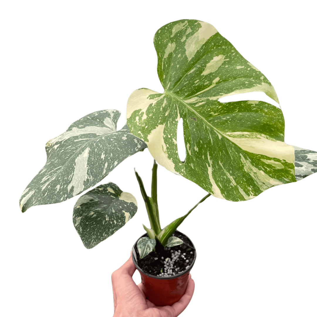 monstera thai constellation nearby Variegated Monstera Thai Constellation