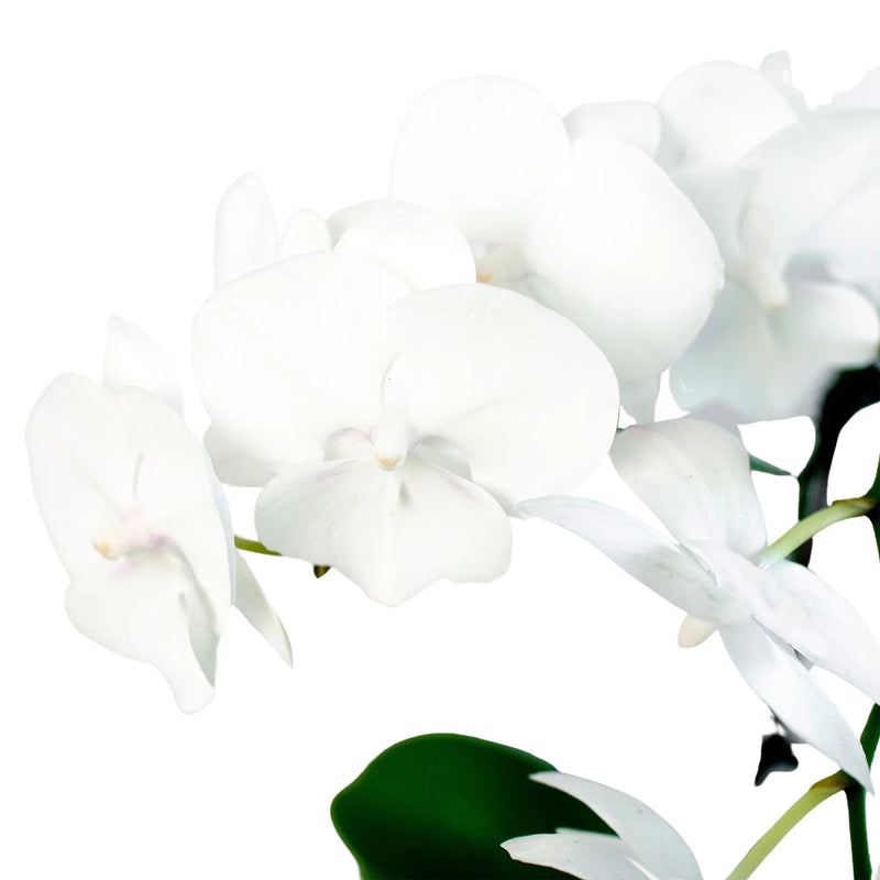 Orchid 'White Phalaenopsis' Plants at All About Planties