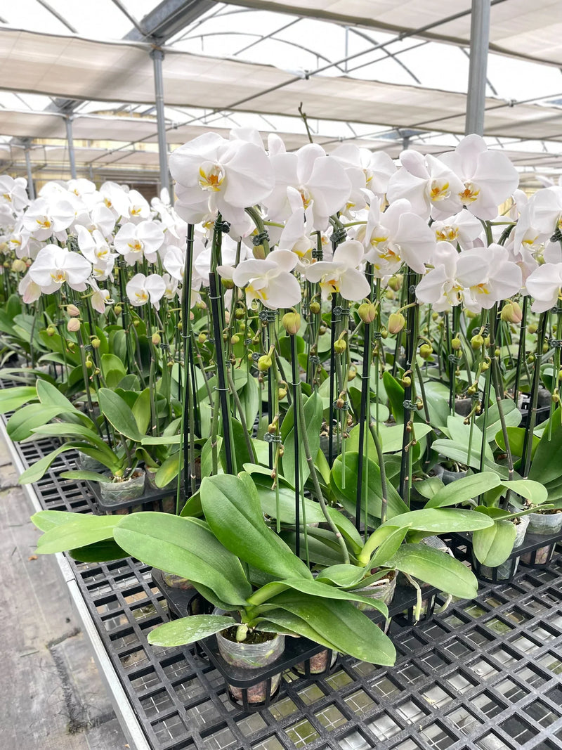 Orchid 'White Phalaenopsis' Plants at All About Planties