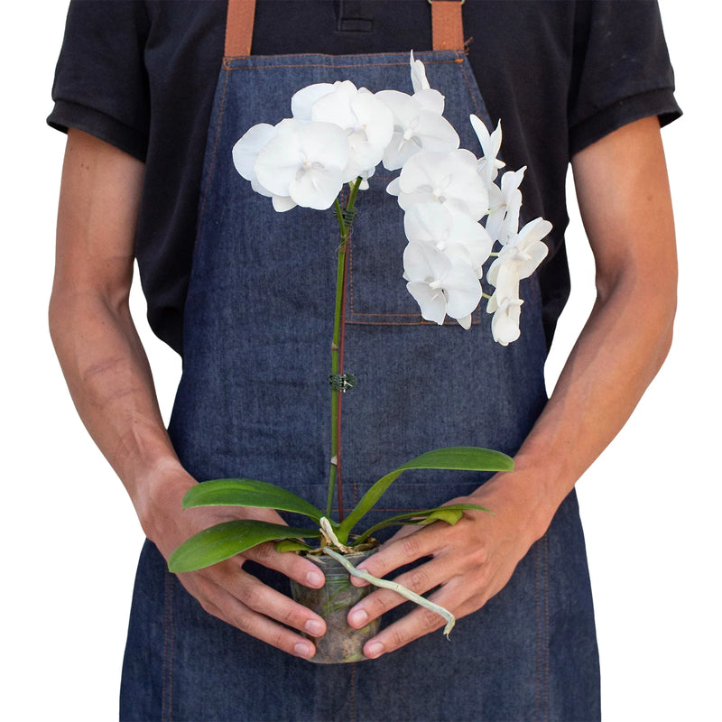 Orchid 'White Phalaenopsis' Plants at All About Planties