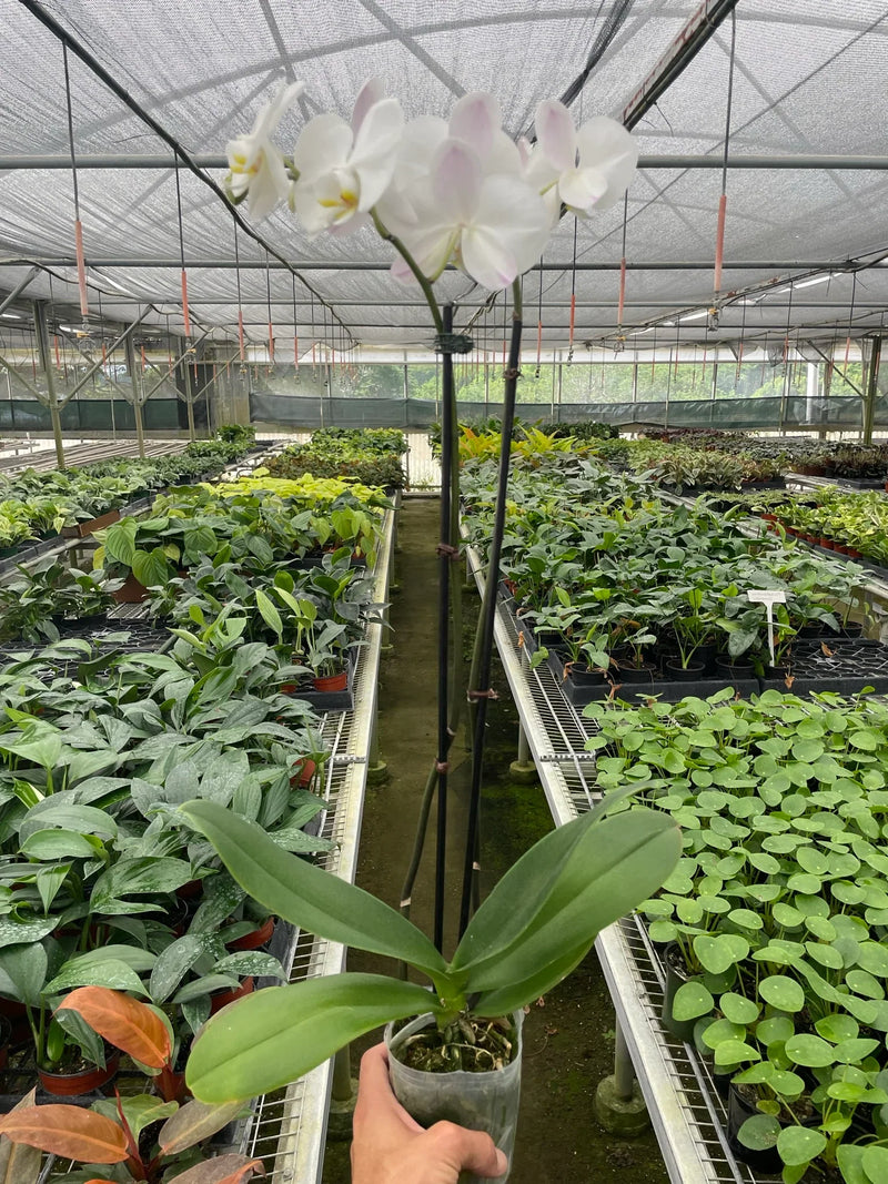 Orchid 'White Phalaenopsis' Plants at All About Planties
