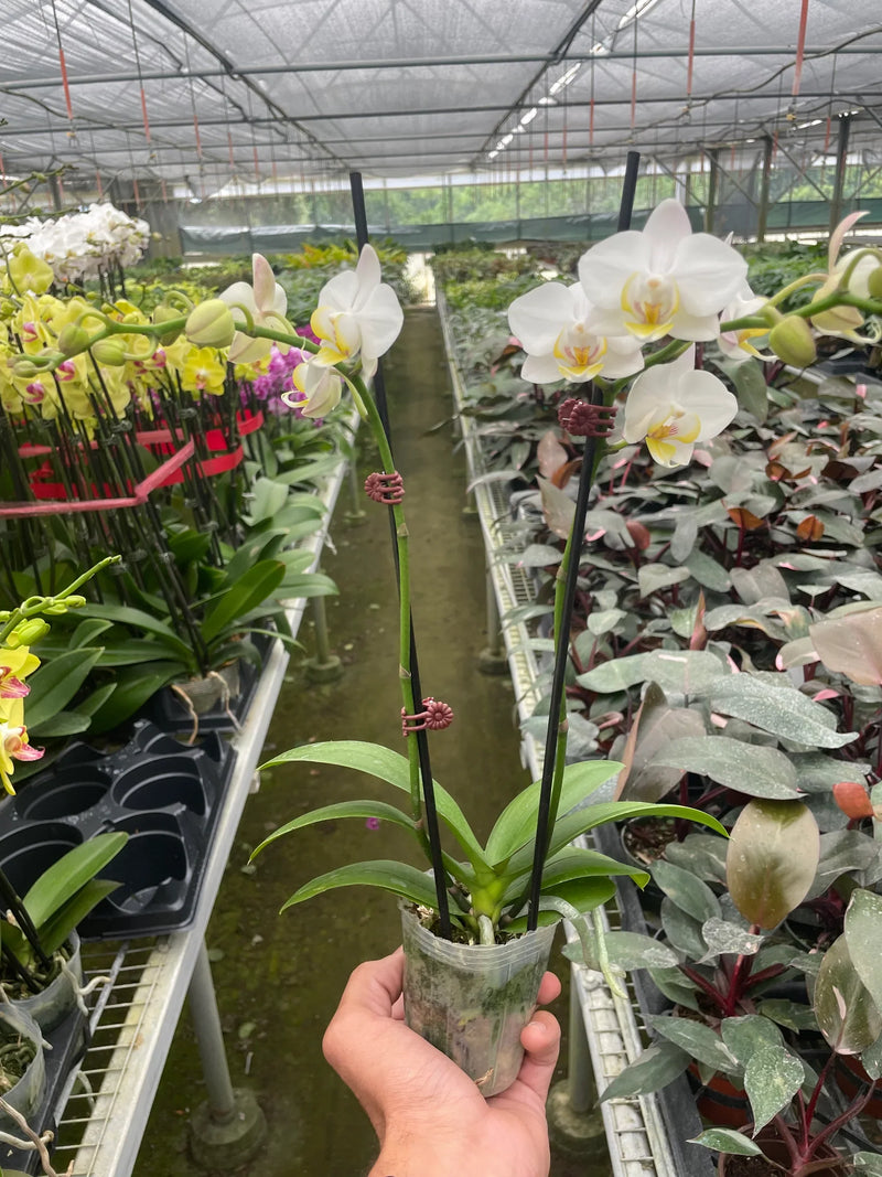 Orchid 'White Phalaenopsis' Plants at All About Planties