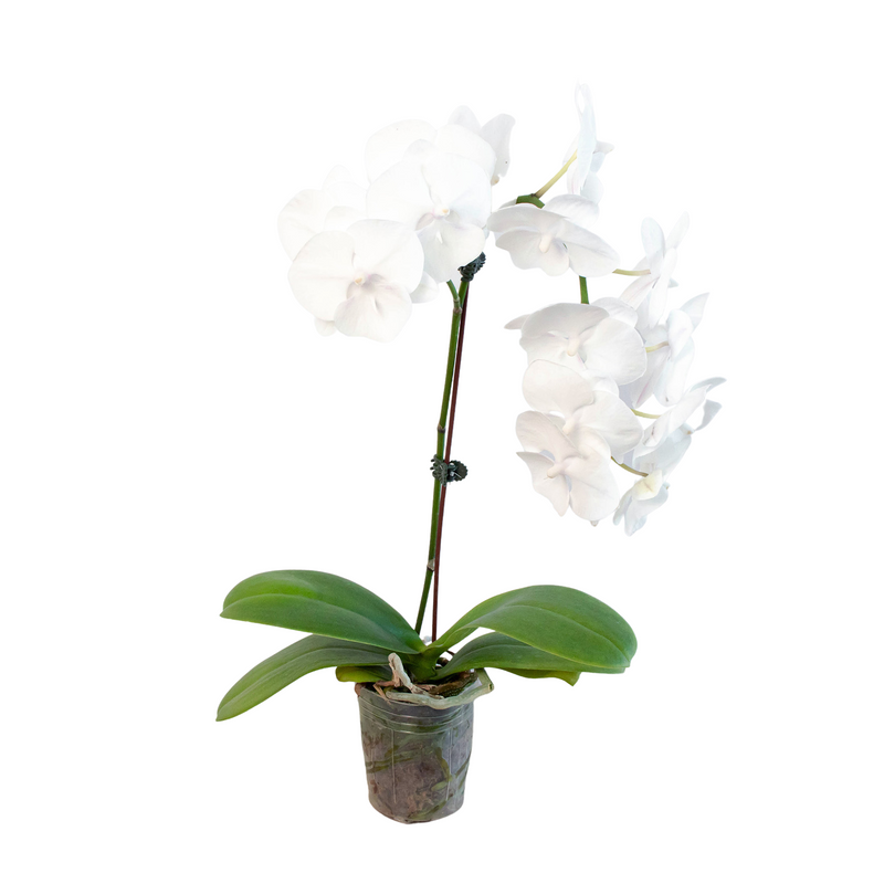 Orchid 'White Phalaenopsis' Plants at All About Planties
