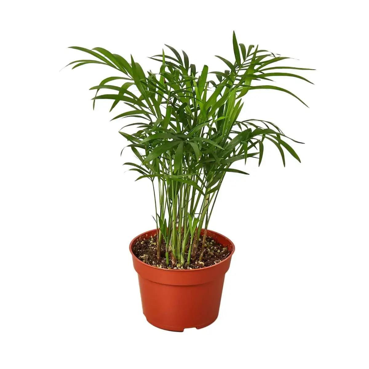 Parlor Palm in 4inch nursery pot | Indoor Plant | All About Planties