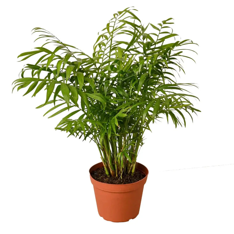 parlor-palm 6inch pot | Indoor Plant | All About Planties
