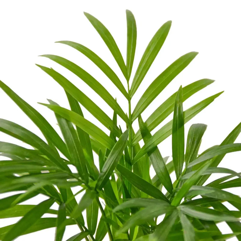 parlor-palm leaves close up | All About Planties