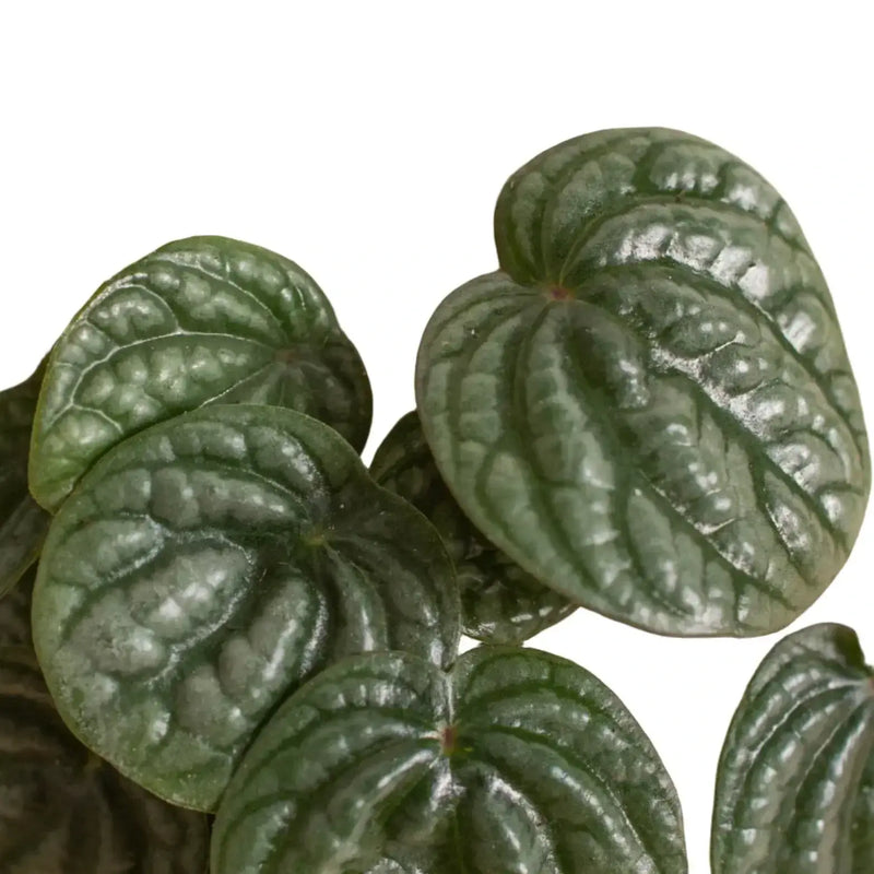 peperomia-burbella plant leaves close up | Houseplants
