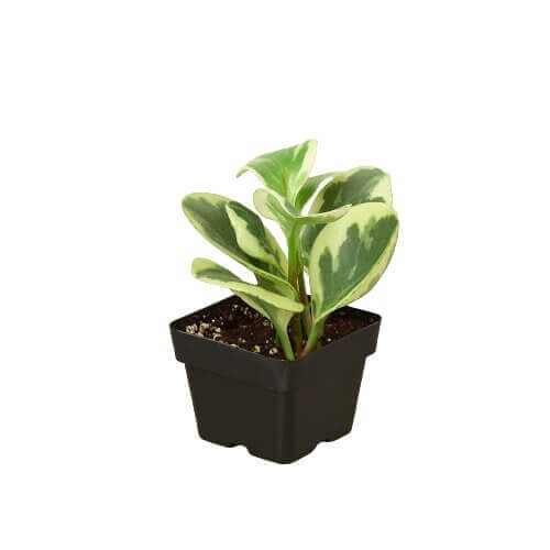 Peperomia 'Marble' pot