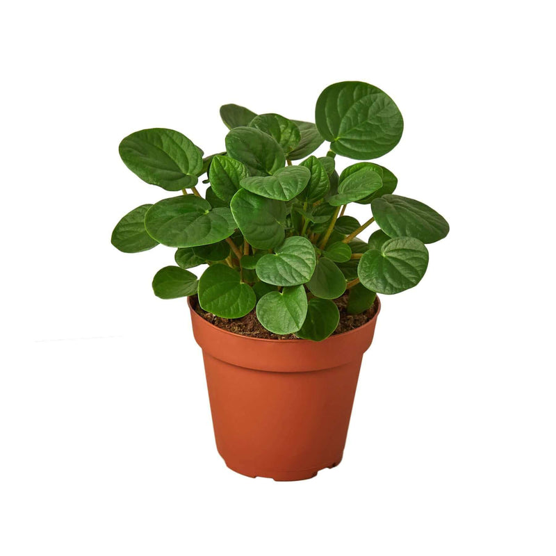 peperomia-rana-verde plant